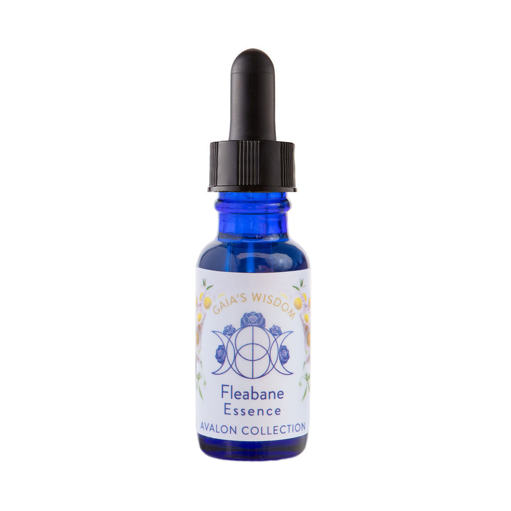 Fleabane - Avalon Collection