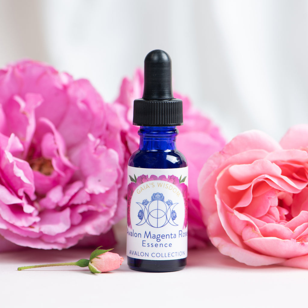 Avalon Magenta Rose - Avalon Collection