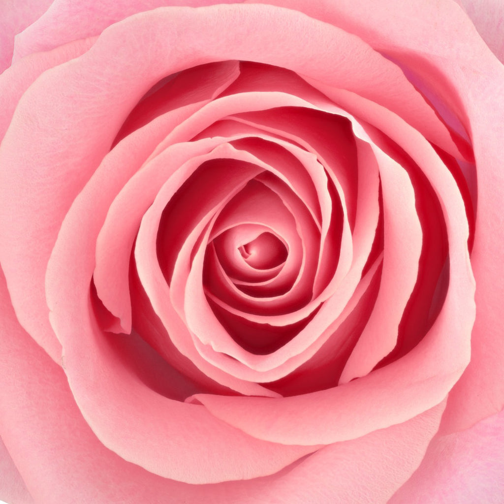 Dragon - Temple Of The Pink Rose