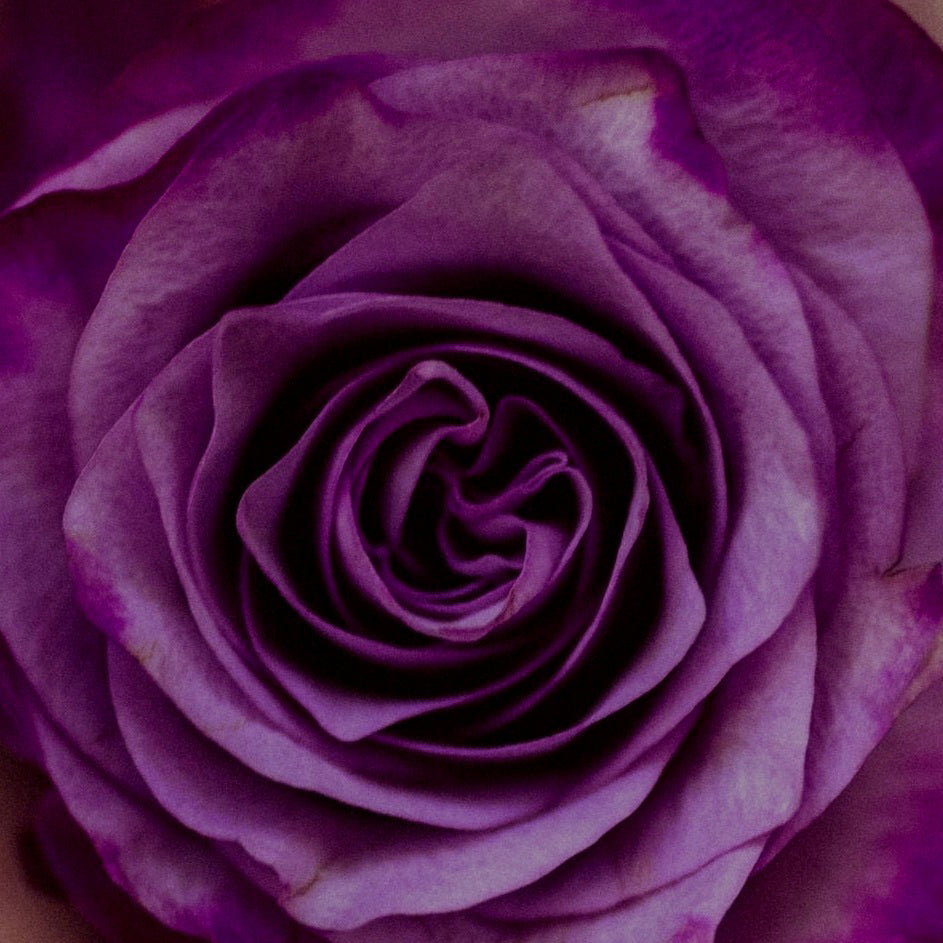 Yeshua- Temple Of The Violet Rose