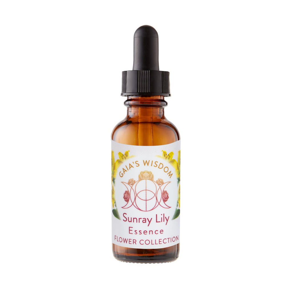 Sunray Lily  - Flower Collection