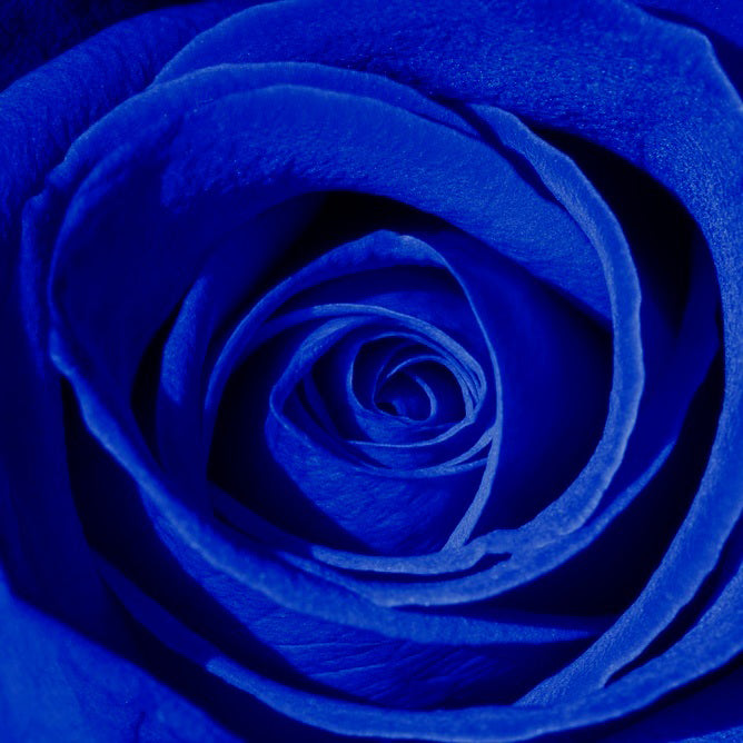 Mugwort - Temple Of The Blue Rose