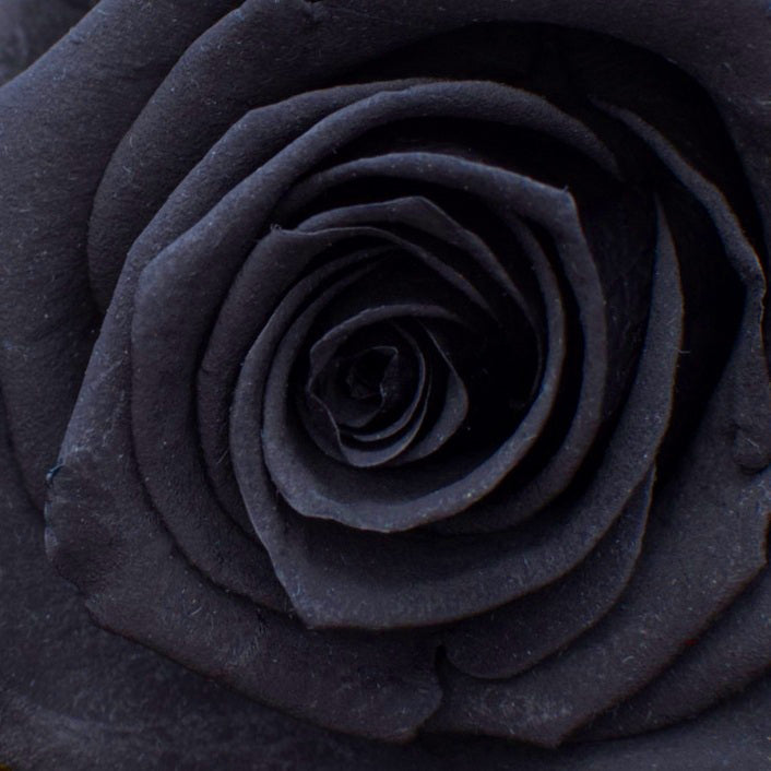 Morgana - Temple Of The Black Rose
