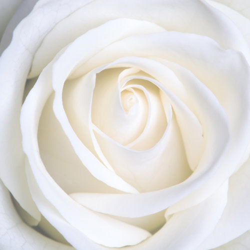 Star Magnolia- Temple Of The White Rose
